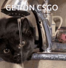 Csgo Cat GIF - Csgo Cat Luna GIFs