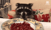 a raccoon is eating pomegranate seeds from a plate