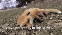 a fox is laying on its back in the grass with the words " i love everybody in this server < 3 " below it