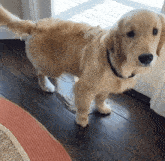 a puppy is standing on a wooden floor in front of a window