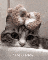 a cat with a teddy bear on its head and the words " where is addy " on the bottom