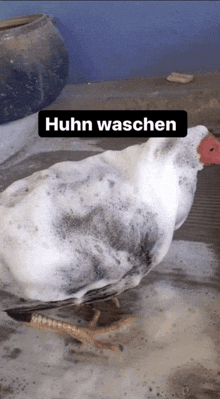Huhn Waschen Platin GIF