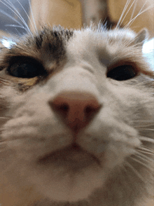 Cat Face GIF - Cat Face GIFs