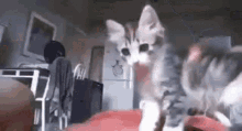 Bro Cat Handshake Fistbump Ref GIF - Bro Cat Handshake Fistbump Ref GIFs