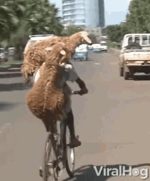 Lambs On The Move GIF - Lambs On The Move Delivery GIFs