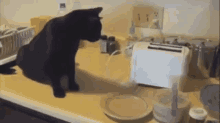 Toasty GIF - Toaster Cat Jump GIFs