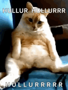 Hiccups Cat GIF - Hiccups Cat Cute GIFs