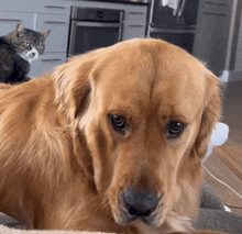 a close up of a dog 's face with a cat sitting behind it