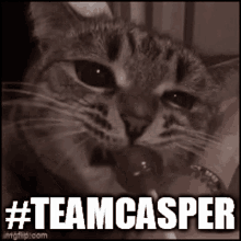 Teamcasper Cat GIF