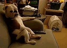 Dog Chill GIF - Dog Chill Watching Tv GIFs