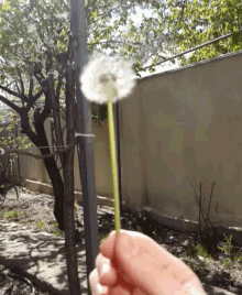 Dandelion Windy GIF - Dandelion Windy Blow GIFs