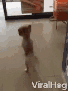 Not Ready Yet Stay Inside GIF - Not Ready Yet Stay Inside Hind Legs GIFs