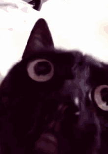 Angry Black Cat Meme GIF - Angry Black Cat Meme GIFs