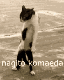 Danganronpa Kitten GIF - Danganronpa Kitten Nagito GIFs