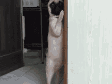 Pug Slowly Disappear GIF