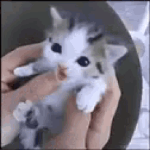 Kitten Rawr GIF