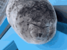 Seal Seal Tongue GIF - Seal Seal Tongue GIFs
