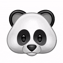 panda bamboo eating