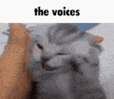 the voices cat the voices cat