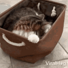 Spinning Cat Viralhog GIF - Spinning Cat Viralhog Cat Helping To Clean The Floor GIFs