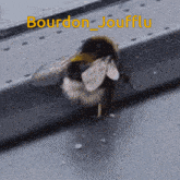 a close up of a bee with the name bourdon joufflu written above it