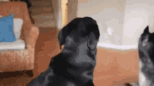 Dog What GIF - Dog What You GIFs