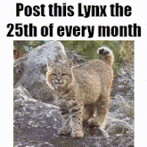 a picture of a lynx with the words post this lynx the 25th of every month