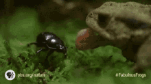 Grenouille GIF - Frog Eat Beetle GIFs
