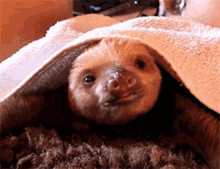 Awww Sloth GIF