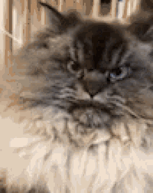Angry Cat GIF - Angry Cat Funny Animals GIFs