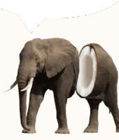 Speech Bubble Elephant Sticker