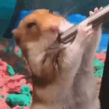 Deep Thirsty GIF - Deep Thirsty Hampster GIFs