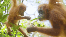 Orangutan Family GIF - Orangutan Family Meal GIFs