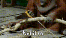 a close up of a monkey with the words nabil rn written on the bottom