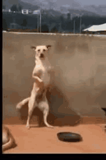 Perro Brazil GIF - Perro Brazil Bailando - Discover & Share GIFs