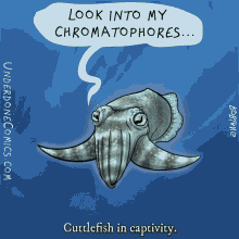 comic cuttlefish