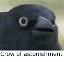Crow Astonished GIF - Crow Astonished GIFs