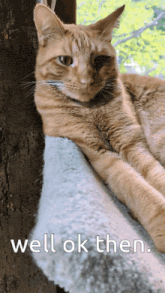 a cat laying on a blanket with the words well ok then written below it