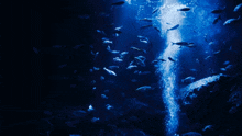 a group of fish are swimming in the water