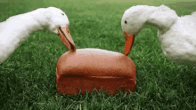 Ducks Bread GIF - Ducks Duck Bread GIFs