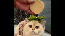 Burger Cat GIF - Burger Cat Kitty GIFs