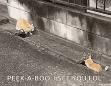 Cats Chase GIF