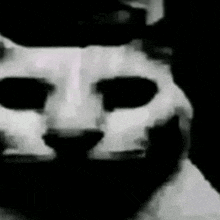 a black and white photo of a cat with big eyes and a hat on .