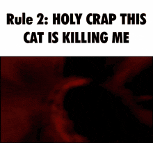 Rule 2 Rule 2 Holy Crap This Cat Is Killing Me GIF