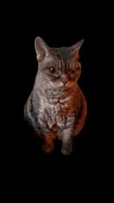 Grumpy Cat Cat Meme GIF - Grumpy Cat Cat Meme Angry Cat GIFs