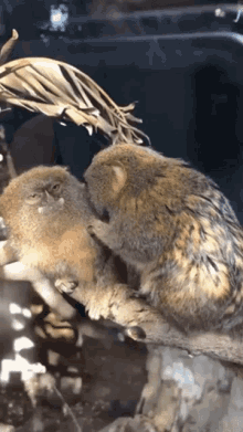 Marmosets Kiss GIF - Marmosets Kiss Cute GIFs
