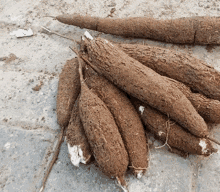 Best Cassava Root Size Cassa Size In Tubers GIF - Best Cassava Root Size Cassa Size In Tubers Best Place To Get A Grown Cassava GIFs