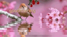 Good Morning Bird GIF - Good Morning Bird Pink GIFs