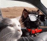 a cat and a dog are sitting in a car wearing sunglasses .