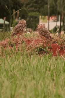 Owl Nature GIF - Owl Nature Wildlife GIFs